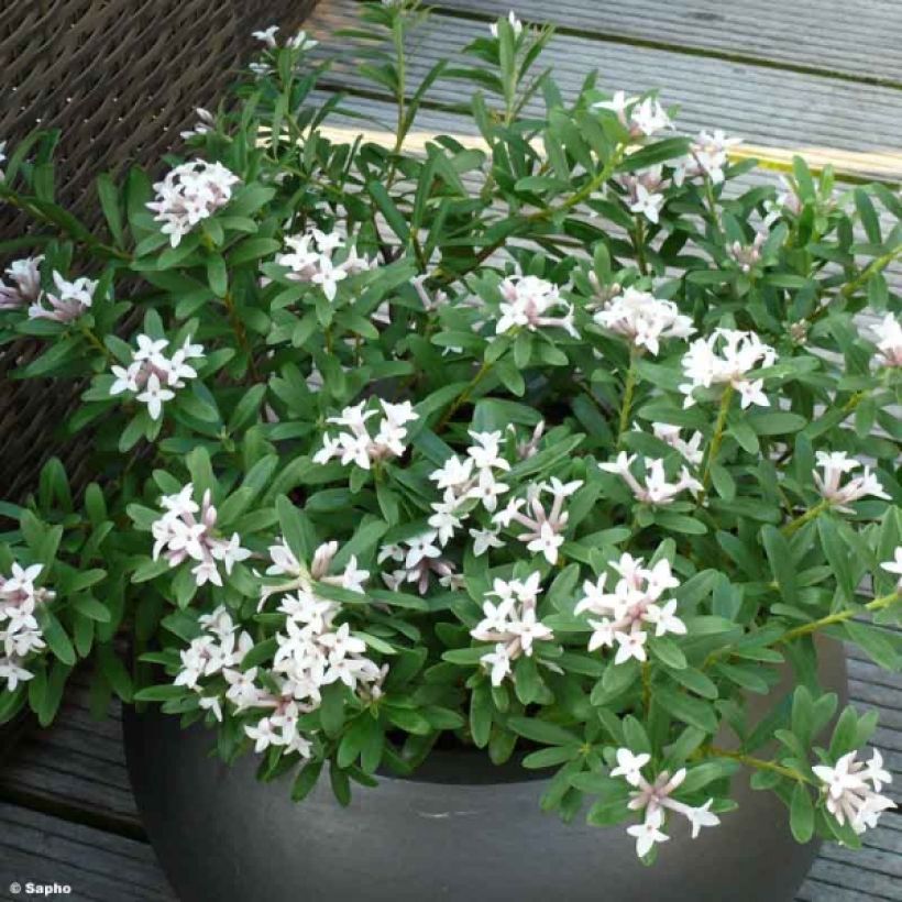 Seidelbast Eternal Fragrance - Daphne transatlantica (Wuchs)