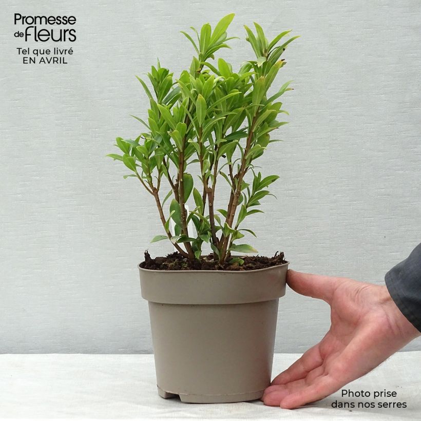 Exemplar von Seidelbast Perfume Princess - Daphne Topf mit 2L/3L wie im Frühjahr geliefert