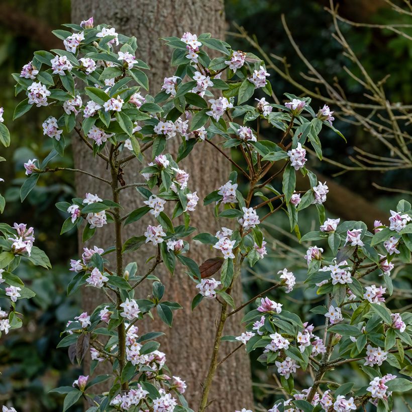 Daphne bholua - Seidelbast (Plant habit)