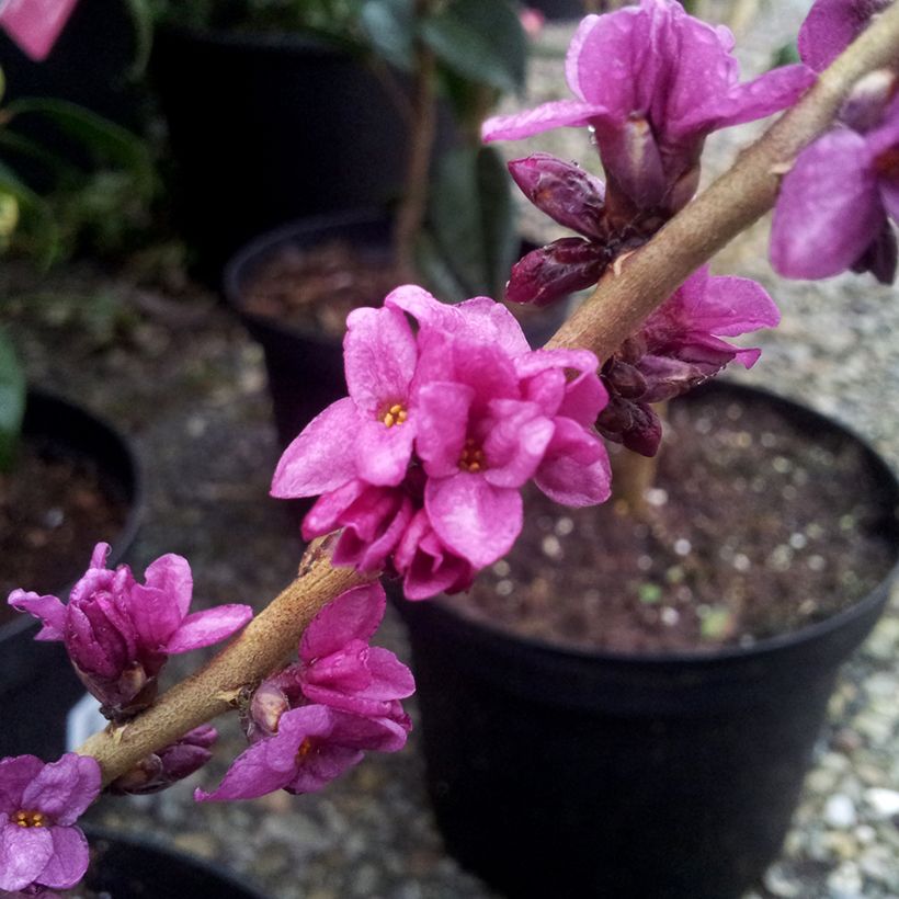 Daphne mezereum var. rubra - Gewöhnlicher Seidelbast (Blüte)