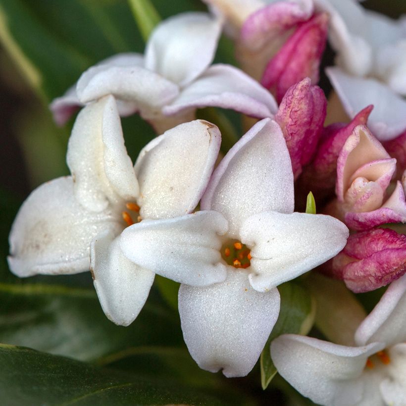 Seidelbast Aureomarginata - Daphne odora (Blüte)