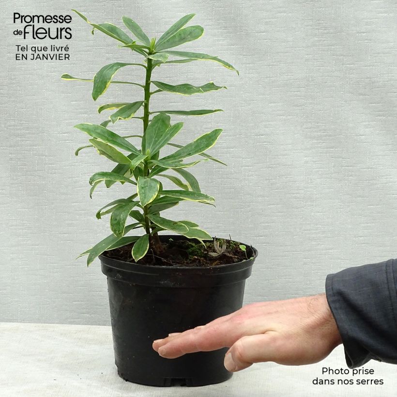 Exemplar von Seidelbast Maejima - Daphne odora Topf mit 2L/3L wie im Winter geliefert