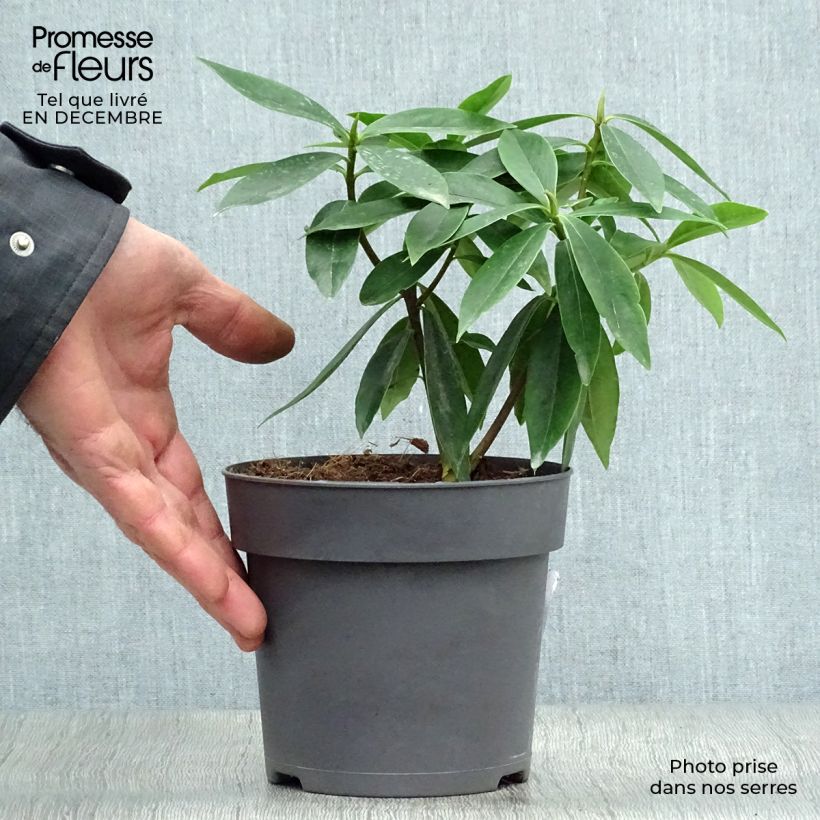 Exemplar von Seidelbast Sweet Amethyst - Daphne odora Topf mit 1L/1,5L wie im Winter geliefert