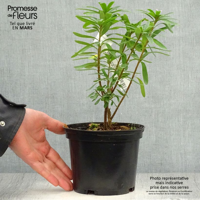 Exemplar von Seidelbast Pink Fragrance - Daphne transatlantica Topf mit 2L/3L wie im Frühjahr geliefert