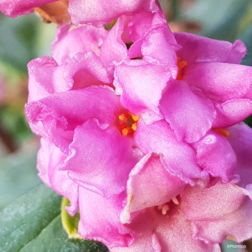 Seidelbast Sweetheart - Daphne (Blüte)