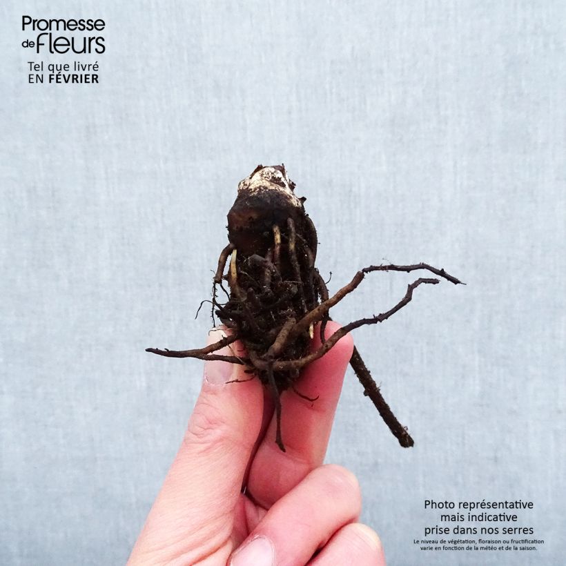 Exemplar von Darmera peltata - Schildblatt Wurzelnackt wie im Winter geliefert