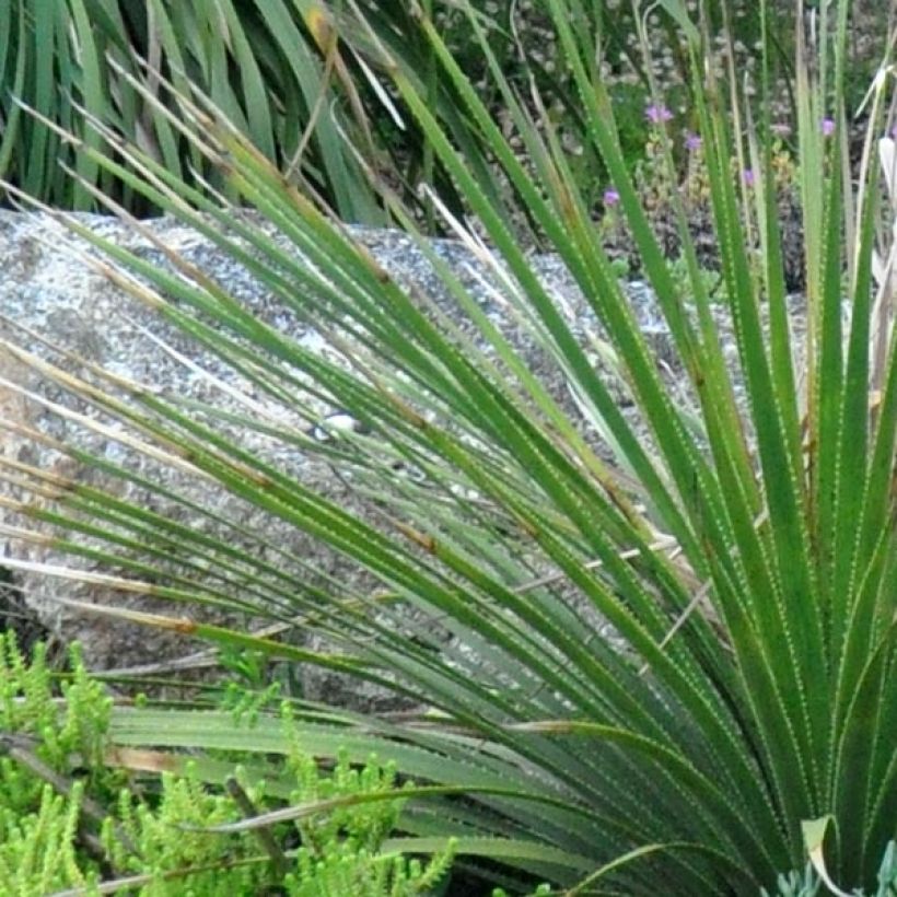 Dasylirion cedrosanum - Rauhschopf (Foliage)