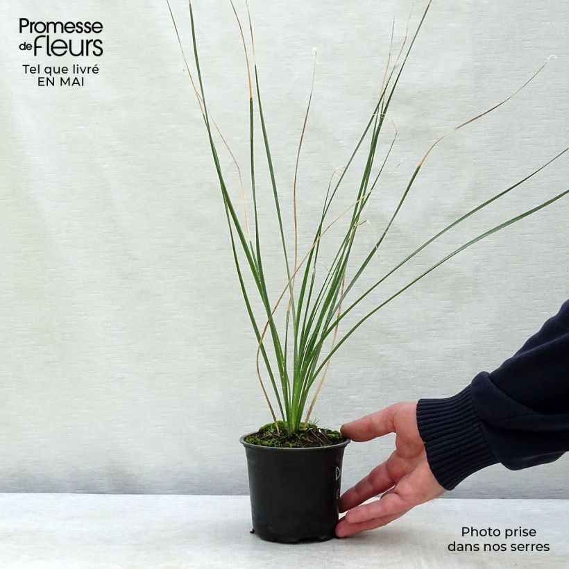 Example of Dasylirion cedrosanum - Rauhschopf Topf 12 cm / 13 cm as you get in printemps