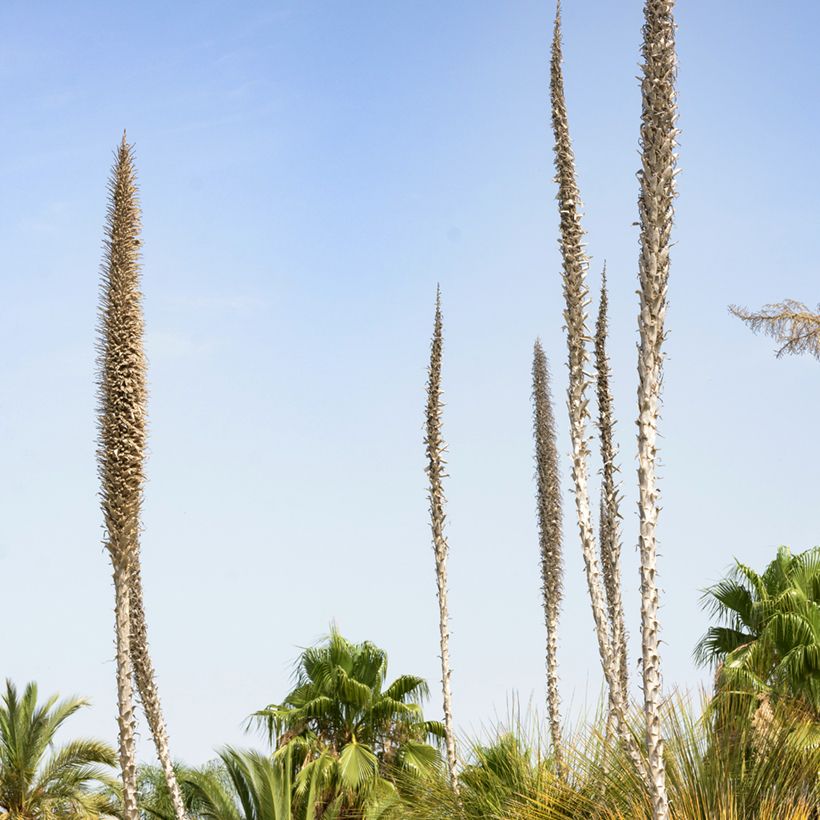 Dasylirion longissimum - Rauhschopf (Blüte)