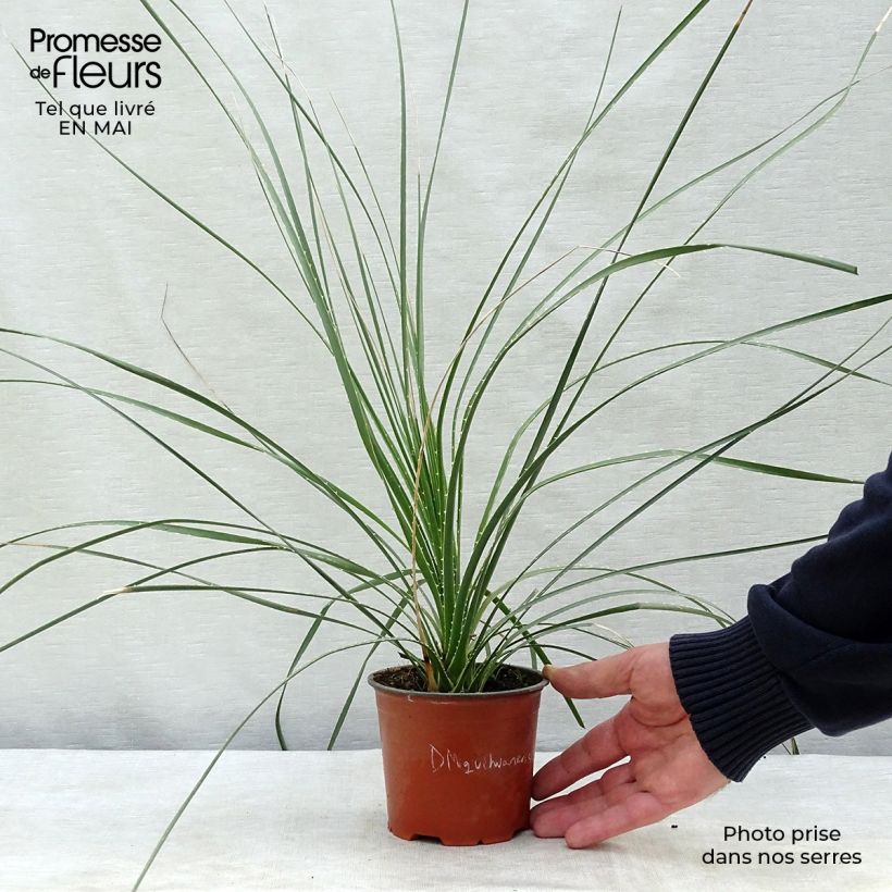 Example of Dasylirion miquihuanensis - Rauhschopf Topf 12 cm / 13 cm as you get in printemps
