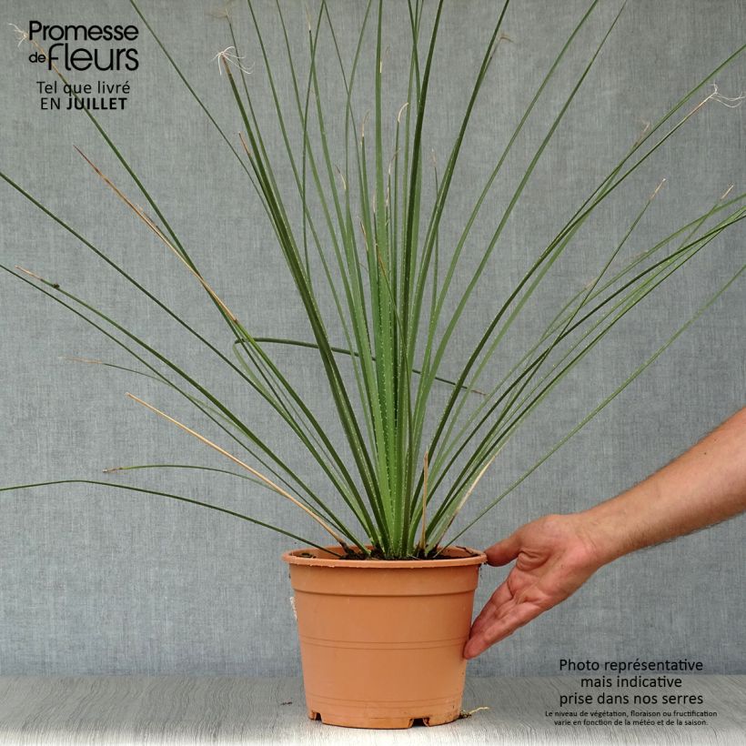 Exemplar von Dasylirion serratifolium - Rauhschopf Topf mit 12L/15L wie im Sommer geliefert