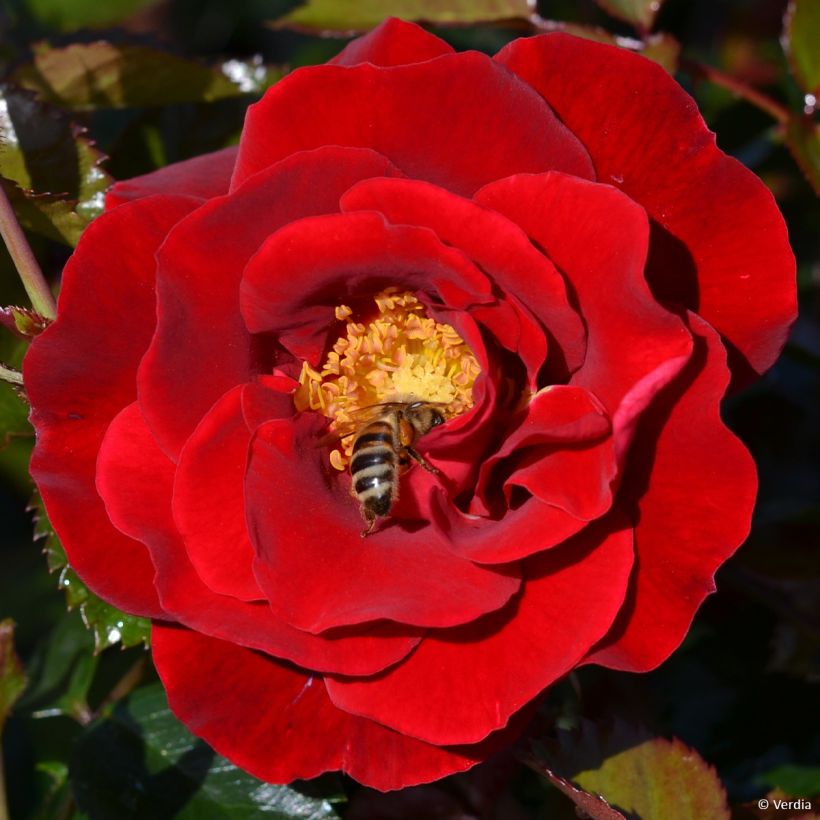 Rosa New Vesuvia - Bodendecker-Rose (Blüte)