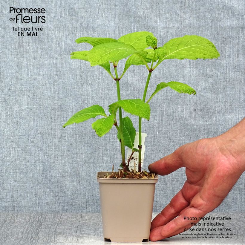 Exemplar von Deinanthe Blue Wonder - Scheinhortensie Kleine Töpfe von 8/9 cm wie im Frühjahr geliefert