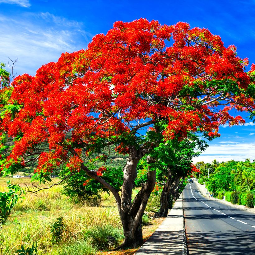 Delonix regia - Flammenbaum (Wuchs)