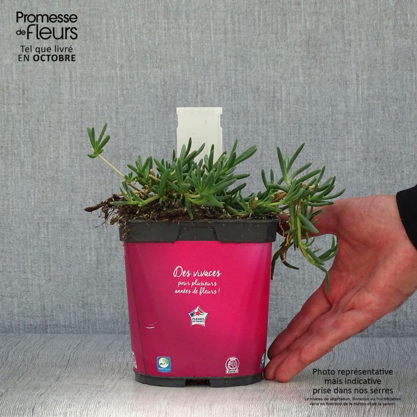 Exemplar von Delosperma cooperi Topf mit 2L/3L wie im Herbst geliefert