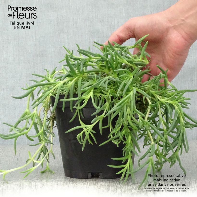 Example of Delosperma cooperi Topf mit 2L/3L as you get in printemps