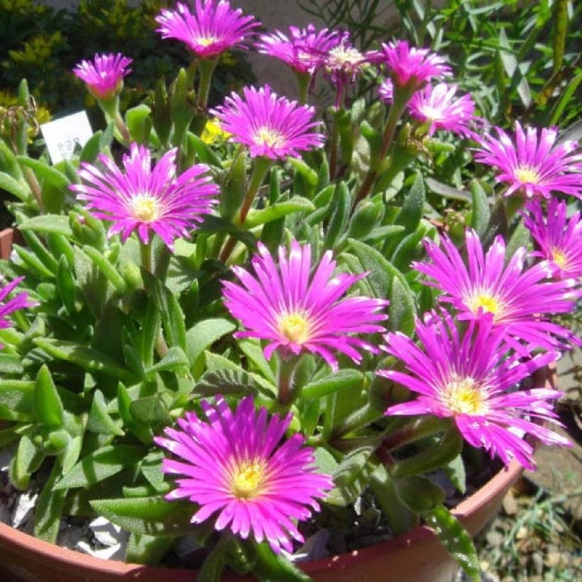 Delosperma sutherlandii (Wuchs)