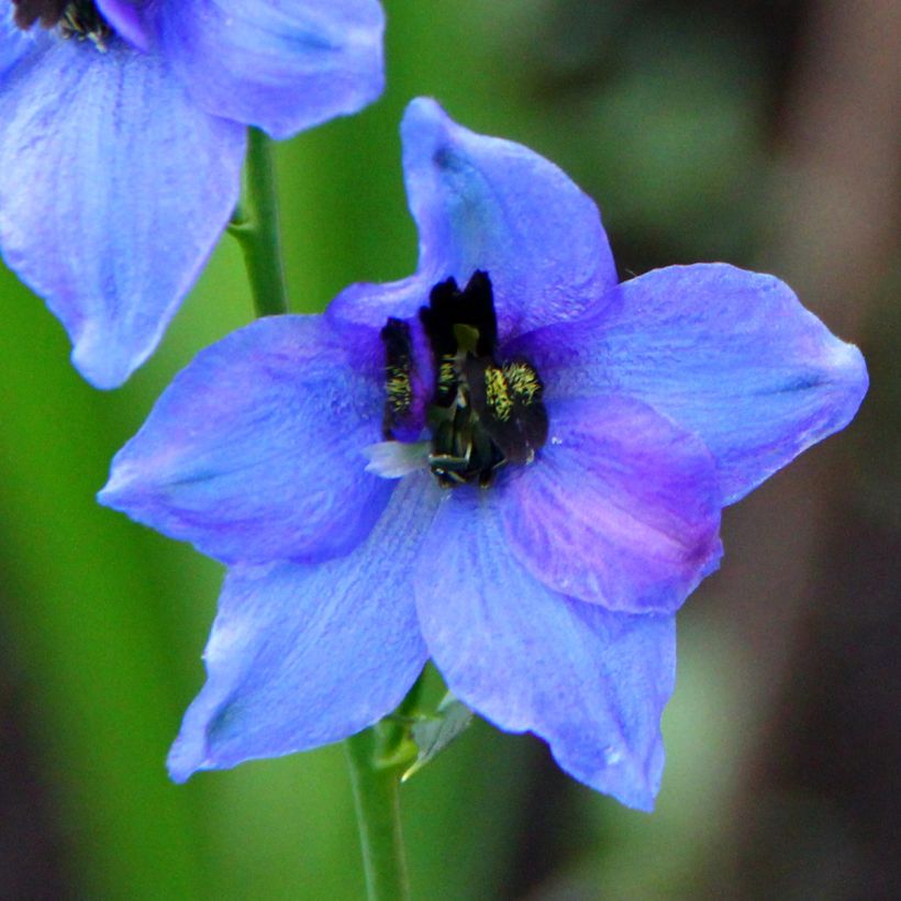 Pacific-Rittersporn Blauwal - Delphinium (Blüte)