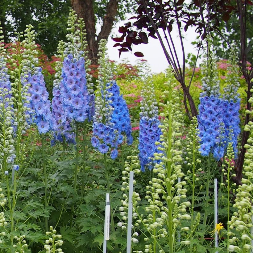 Pacific-Rittersporn Blue Lace - Delphinium (Wuchs)