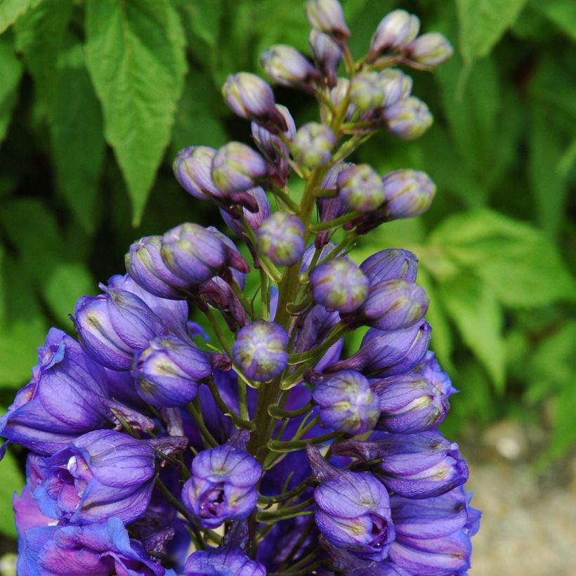 Pacific-Rittersporn Blue Triumphator - Delphinium (Wuchs)
