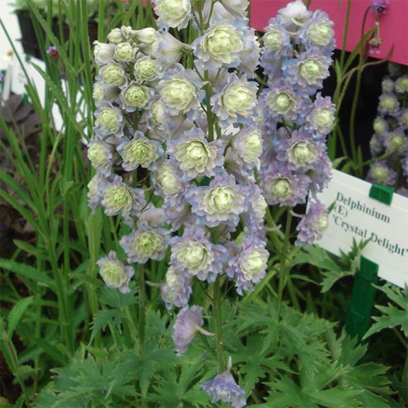 Pacific-Rittersporn Crystal Delight - Delphinium (Wuchs)