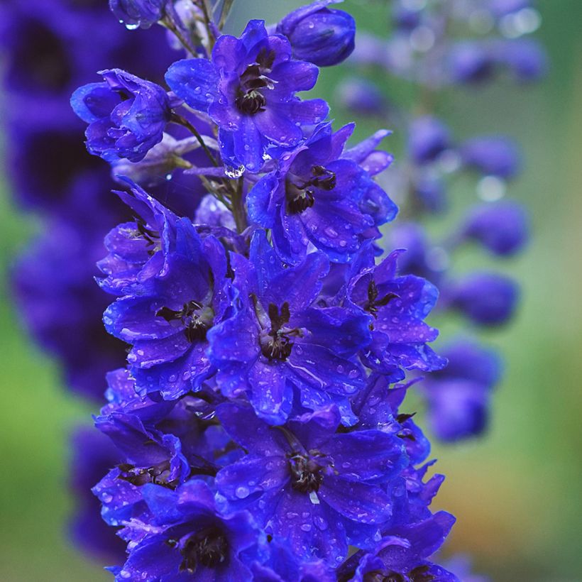 Pacific-Rittersporn Magic Fountain Dark Blue-Black Bee - Delphinium (Blüte)