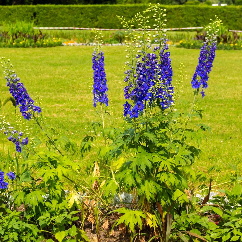 Pacific-Rittersporn Magic Fountain Dark Blue-White Be - Delphinium (Plant habit)