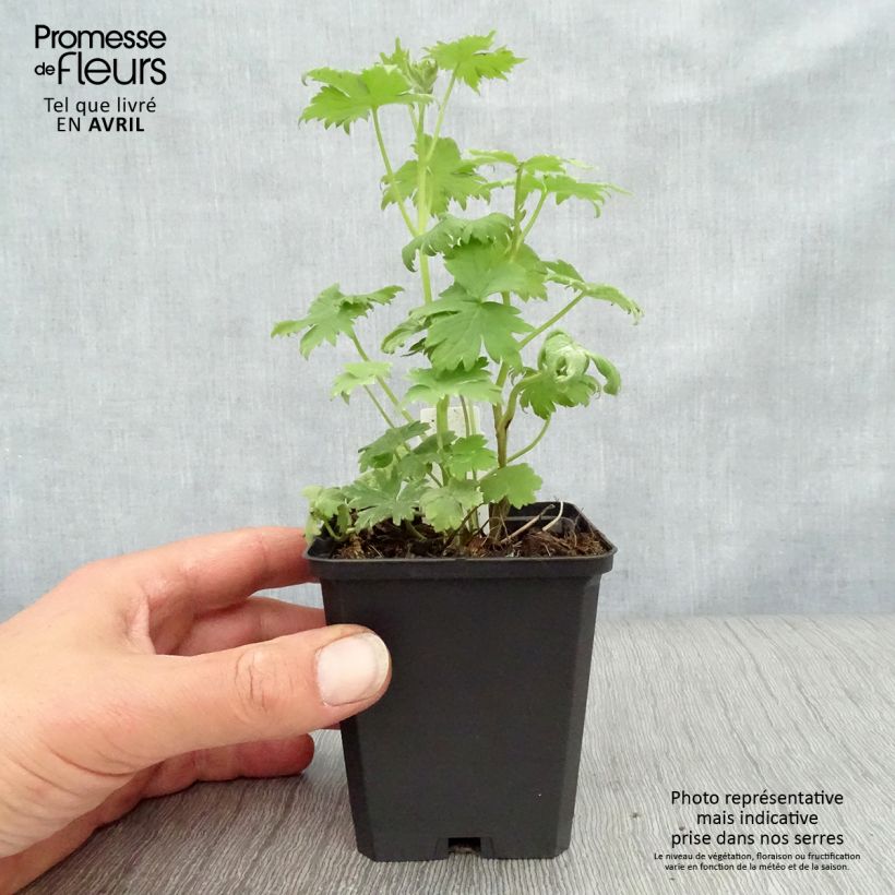 Example of Pacific-Rittersporn Magic Fountain Dark Blue-White Be - Delphinium Kleine Töpfe von 8/9 cm as you get in printemps