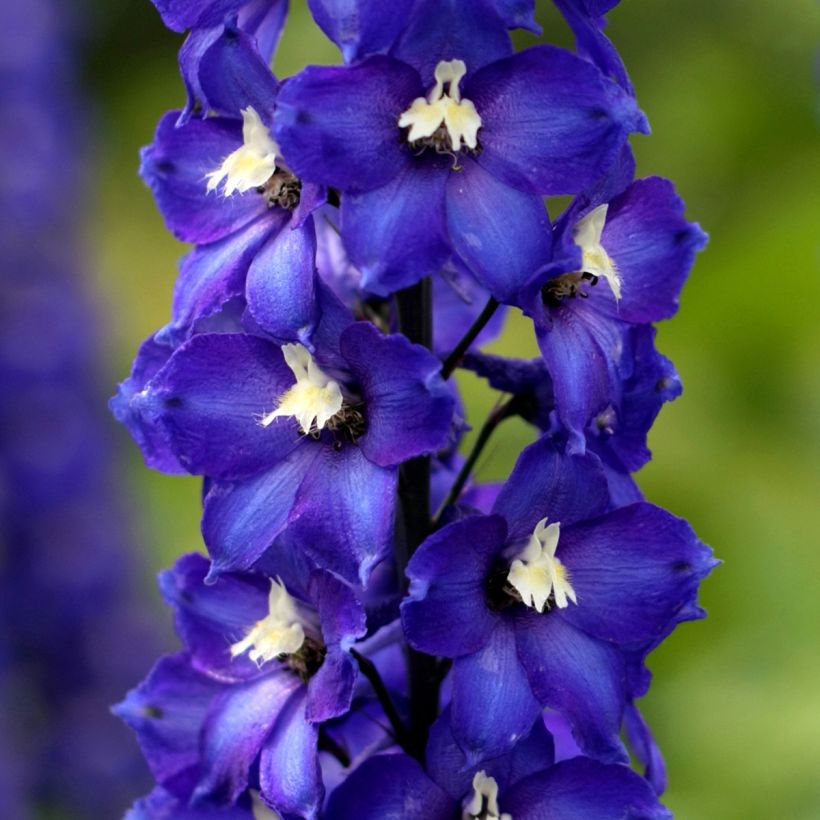 Pacific-Rittersporn Magic Fountain Dark Blue-White Be - Delphinium (Flowering)