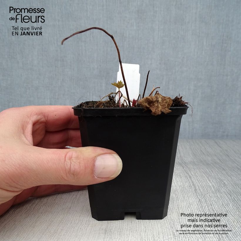 Example of Pacific-Rittersporn Deep Rose-White Bee - Delphinium Kleine Töpfe von 8/9 cm as you get in hiver