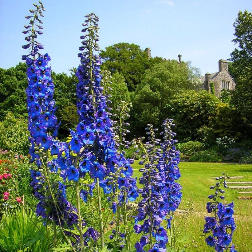 Garten-Rittersporn Finsteraarhorn - Delphinium (Wuchs)
