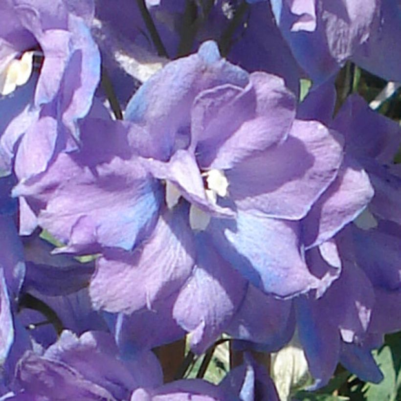 Pacific-Rittersporn Guinevere - Delphinium (Flowering)