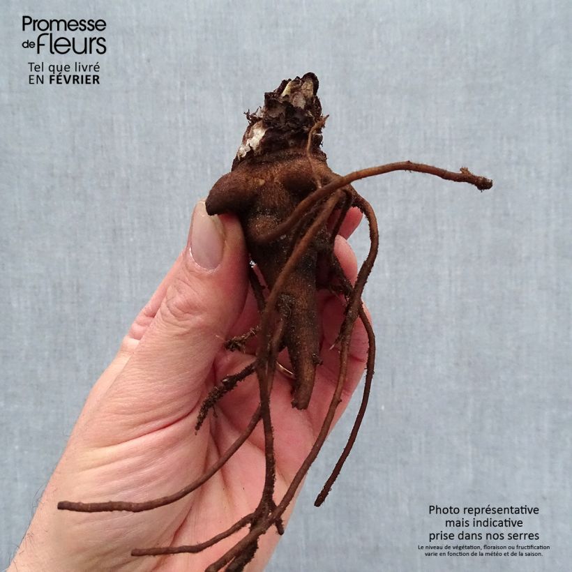 Exemplar von Hoher Rittersporn Highlander Blueberry Pie - Delphinium Wurzelnackt wie im Winter geliefert