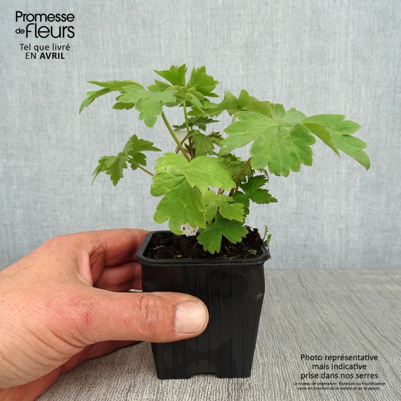 Exemplar von Hoher Rittersporn Highlander Cha Cha - Delphinium Kleine Töpfe von 8/9 cm wie im Frühjahr geliefert