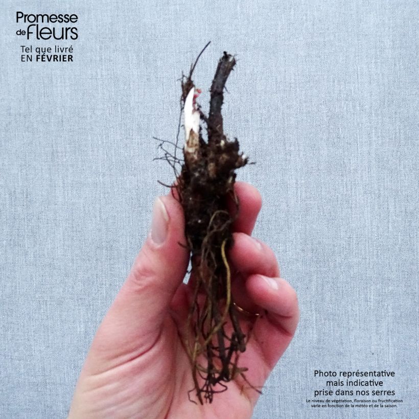 Example of Hoher Rittersporn Highlander Flamenco - Delphinium Wurzelnackt as you get in hiver