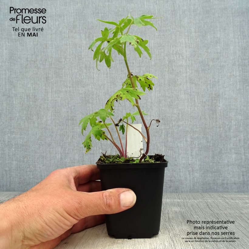 Exemplar von Hoher Rittersporn Highlander Samba - Delphinium Kleine Töpfe von 8/9 cm wie im Frühjahr geliefert