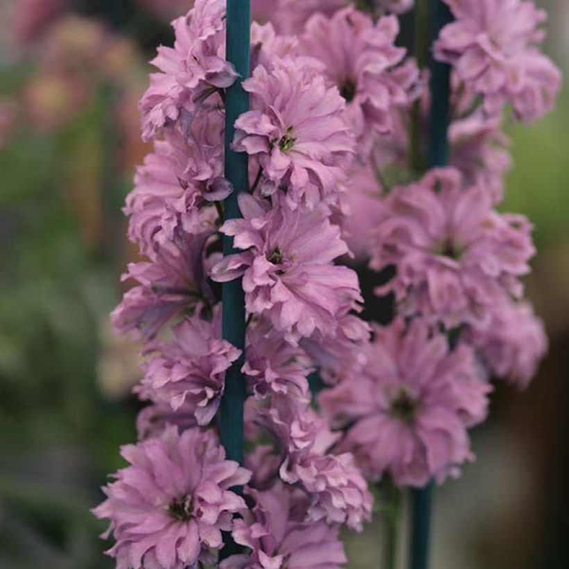 Hoher Rittersporn Highlander Flamenco - Delphinium (Flowering)