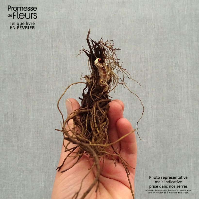 Exemplar von Hoher Rittersporn Highlander Sweet Sensation - Delphinium Wurzelnackt wie im Winter geliefert