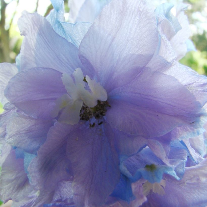 Pacific-Rittersporn Misty Mauves - Delphinium (Blüte)