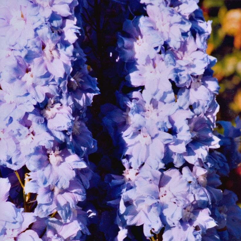Pacific-Rittersporn Misty Mauves - Delphinium (Wuchs)