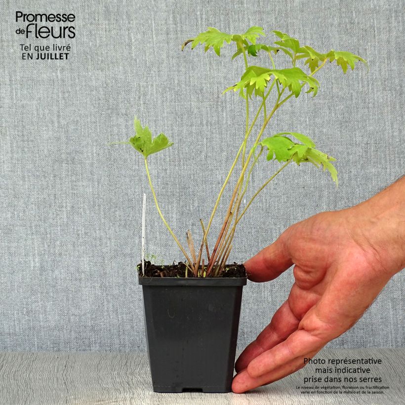 Exemplar von Pacific-Rittersporn Astolat - Delphinium Kleine Töpfe von 8/9 cm wie im Sommer geliefert