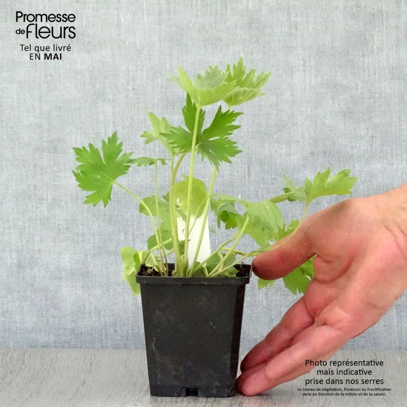 Exemplar von Pacific-Rittersporn Astolat - Delphinium Kleine Töpfe von 8/9 cm wie im Frühjahr geliefert