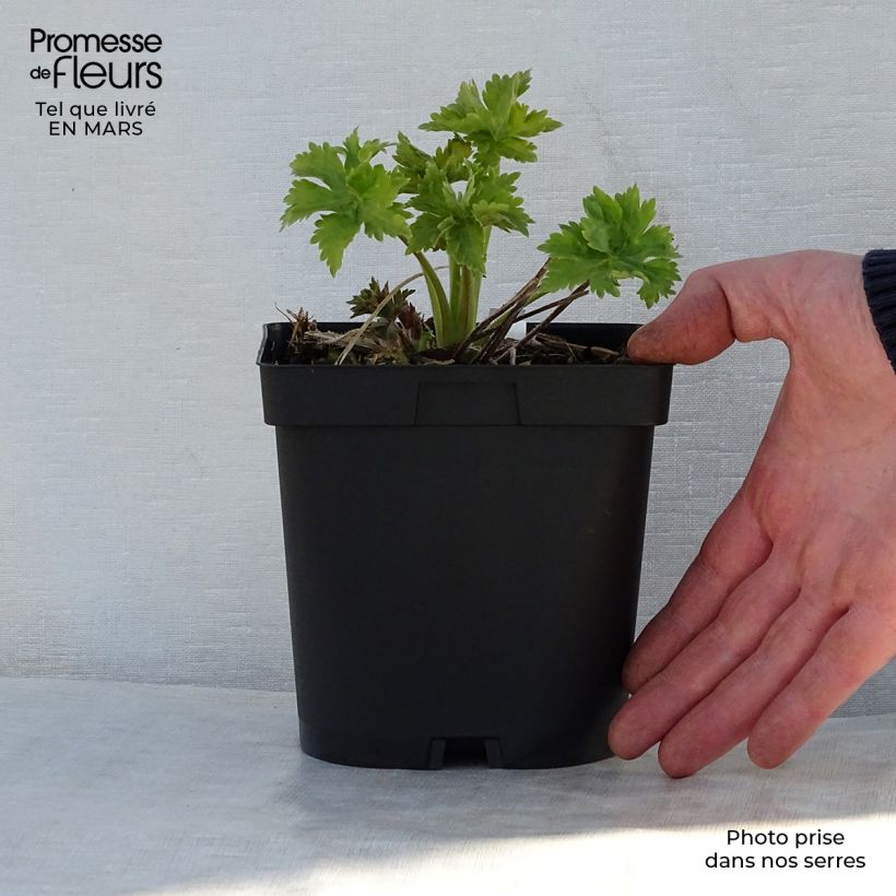 Example of Pacific-Rittersporn Blue Biird - Delphinium Topf mit 2L/3L as you get in printemps