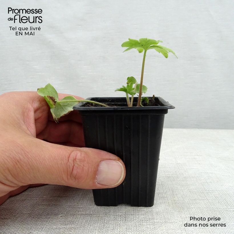 Example of Pacific-Rittersporn Blue Biird - Delphinium Kleine Töpfe von 7/8 cm as you get in printemps