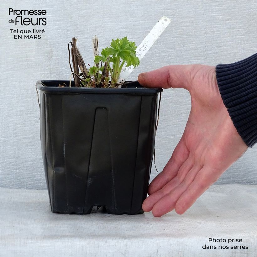 Exemplar von Pacific-Rittersporn Galahad - Delphinium Topf mit 2L/3L wie im Frühjahr geliefert