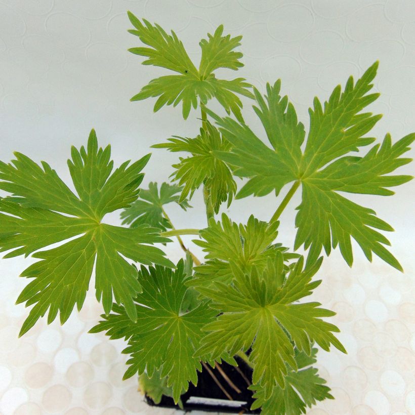 Pacific-Rittersporn Summer Skies - Delphinium (Foliage)