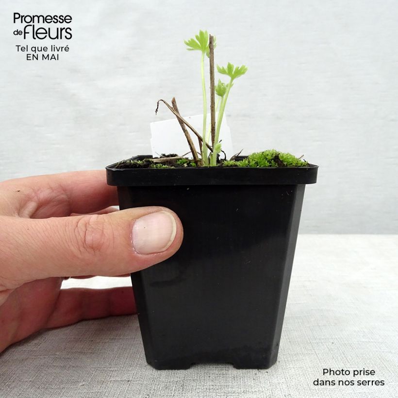 Example of Pacific-Rittersporn Summer Skies - Delphinium Kleine Töpfe von 7/8 cm as you get in printemps