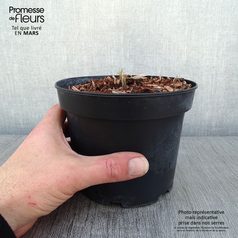 Example of Pacific-Rittersporn Summer Skies - Delphinium Topf mit 2L/3L as you get in hiver