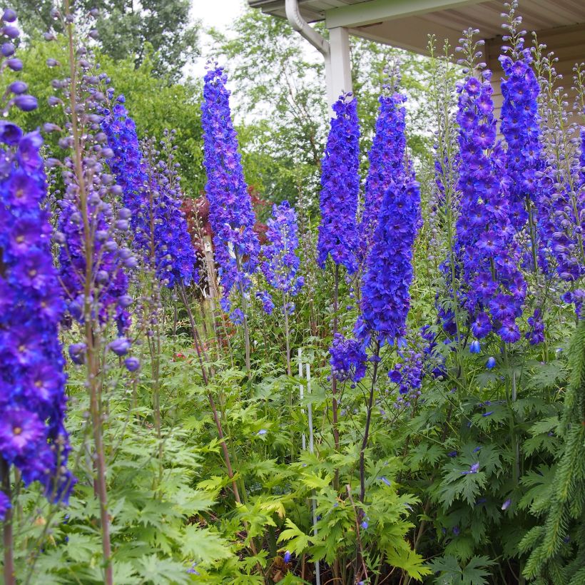 Hoher Rittersporn Pagan Purples - Delphinium elatum (Wuchs)