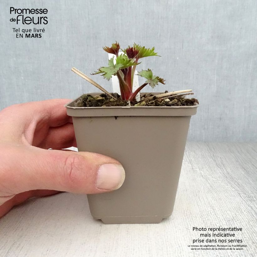 Exemplar von Hoher Rittersporn Pagan Purples - Delphinium elatum Kleine Töpfe von 8/9 cm wie im Frühjahr geliefert